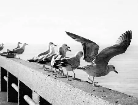 Zen@sea Appartement *